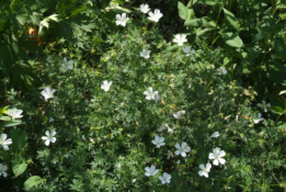 Geranium sanguineum 'Album'  bestellen